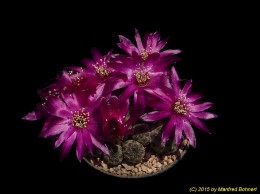 Sulcorebutia rauschii 1051